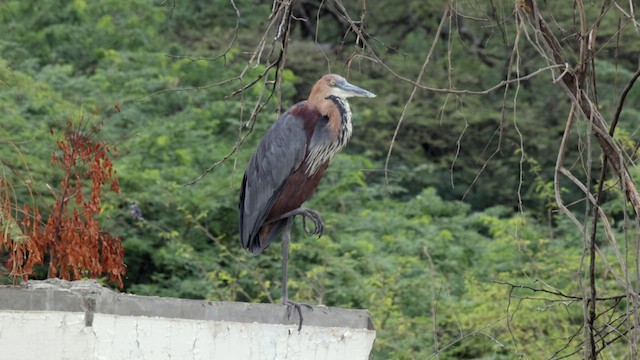 Goliath Heron - ML632913522