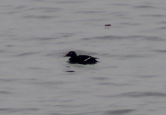 White-winged Scoter - ML632913563