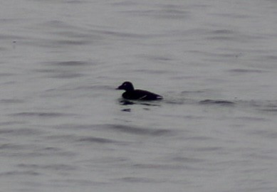 White-winged Scoter - ML632913564