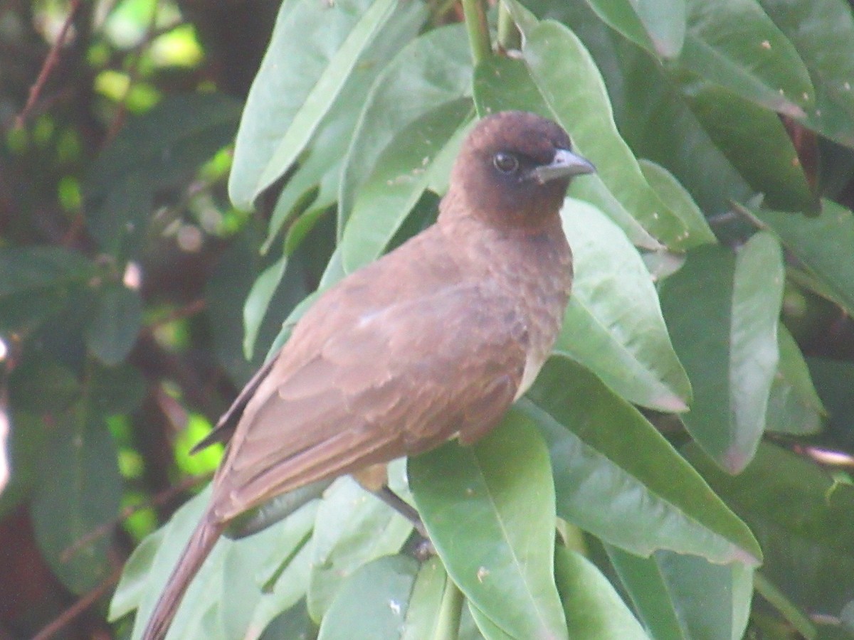 Bulbul arrunta - ML632913603
