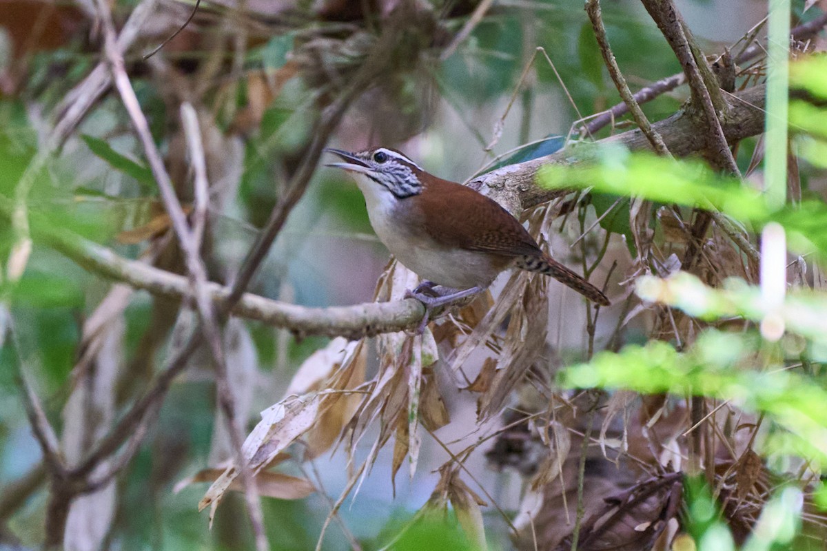 Rufous-and-white Wren - Nancy Elliot