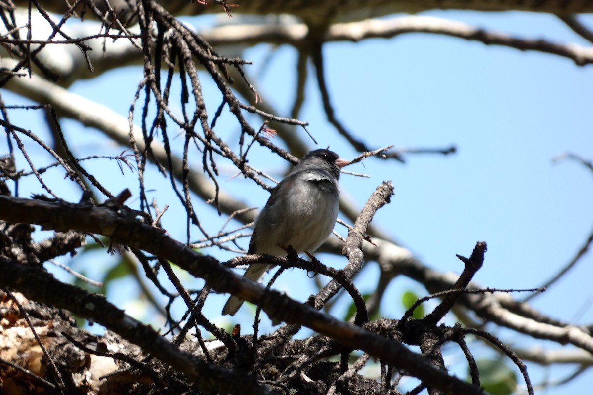 Junco ardoisé (caniceps) - ML632913667