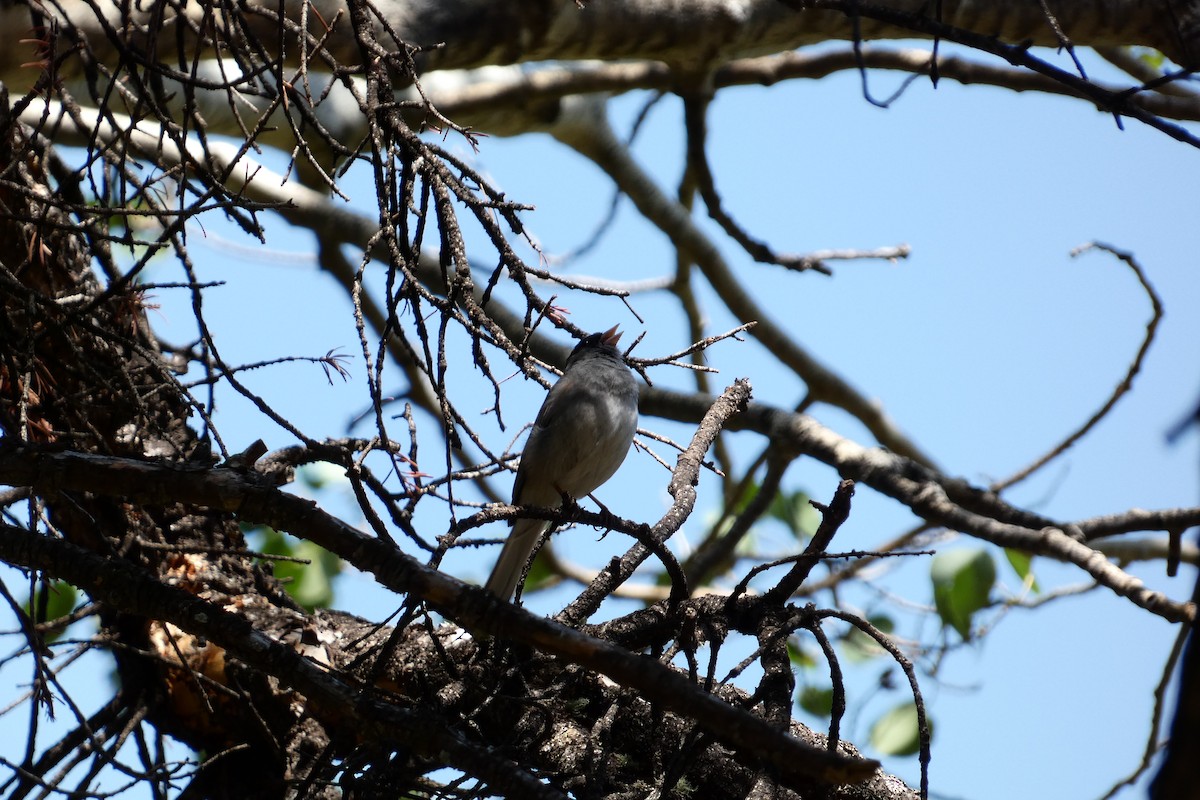 Junco ardoisé (caniceps) - ML632913668