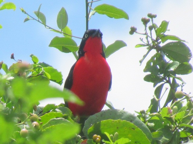 Black-headed Gonolek - ML632913678