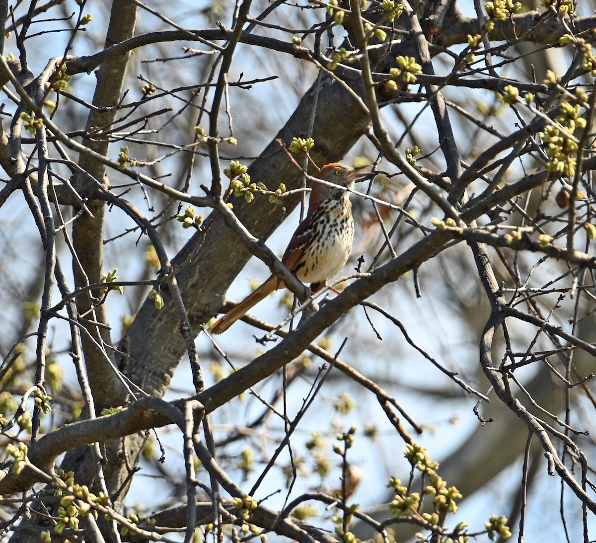 Brown Thrasher - ML632913747