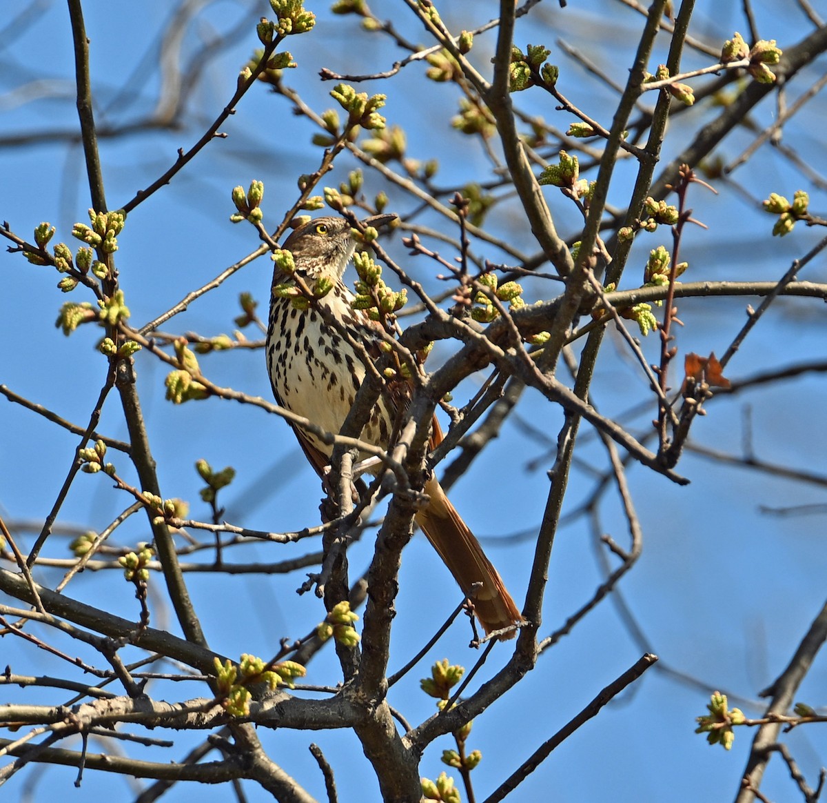 Brown Thrasher - ML632913748