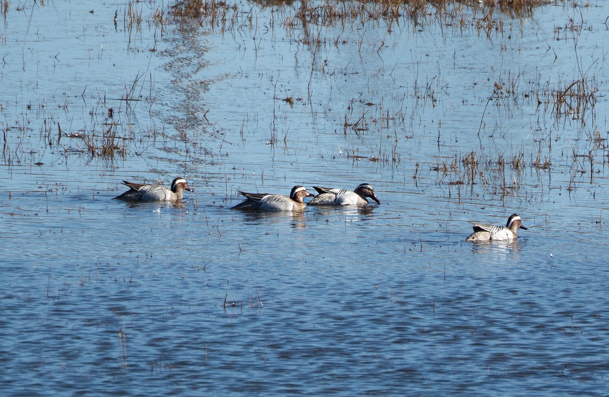 Garganey - ML632913833
