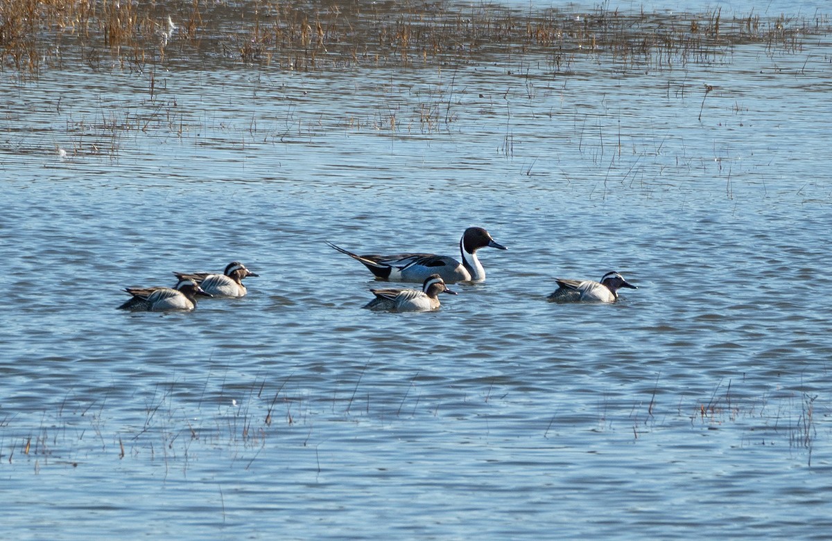 Northern Pintail - ML632913845