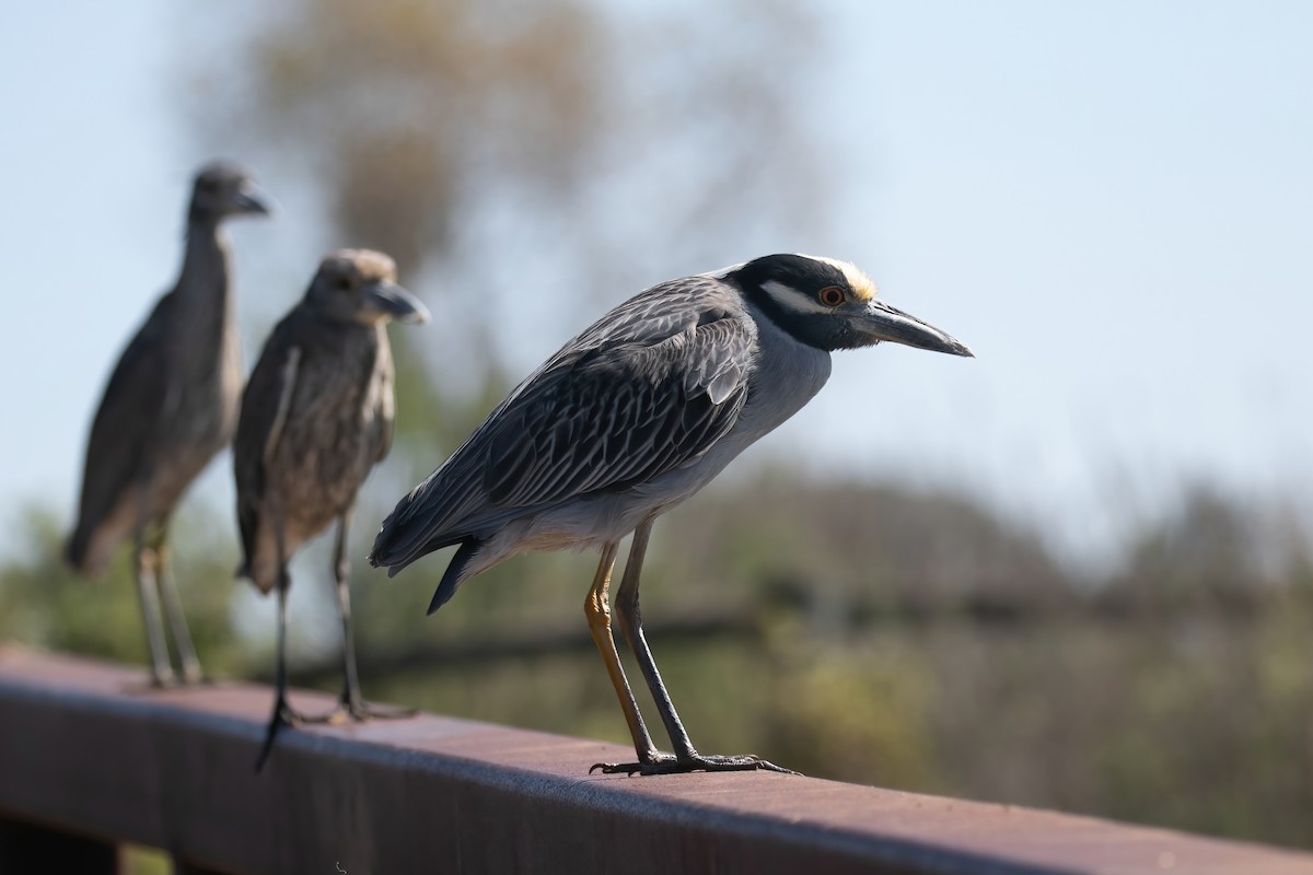 Yellow-crowned Night Heron - ML632913994