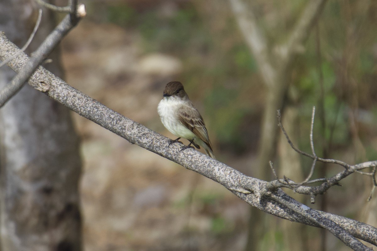 Eastern Phoebe - ML632914007