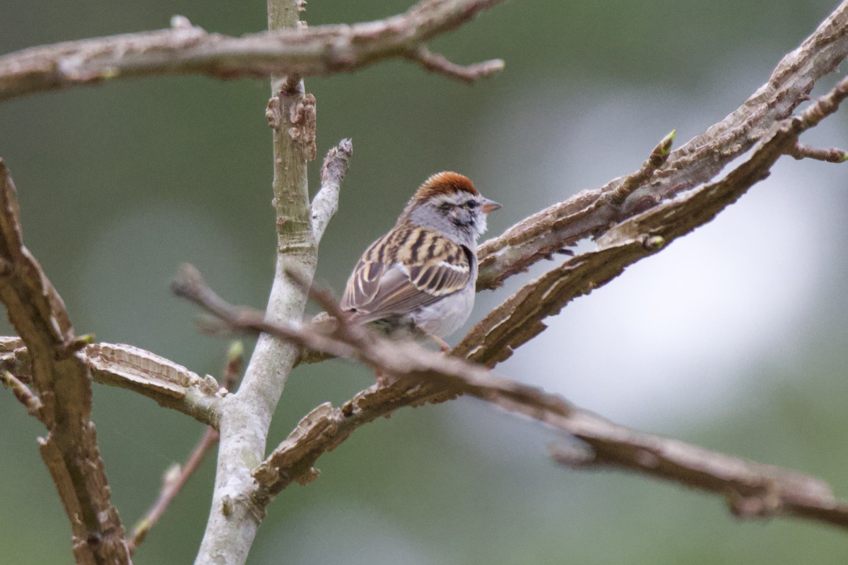 Chipping Sparrow - ML632914036