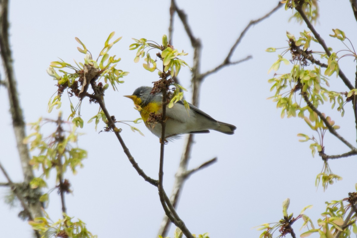 Northern Parula - ML632914044