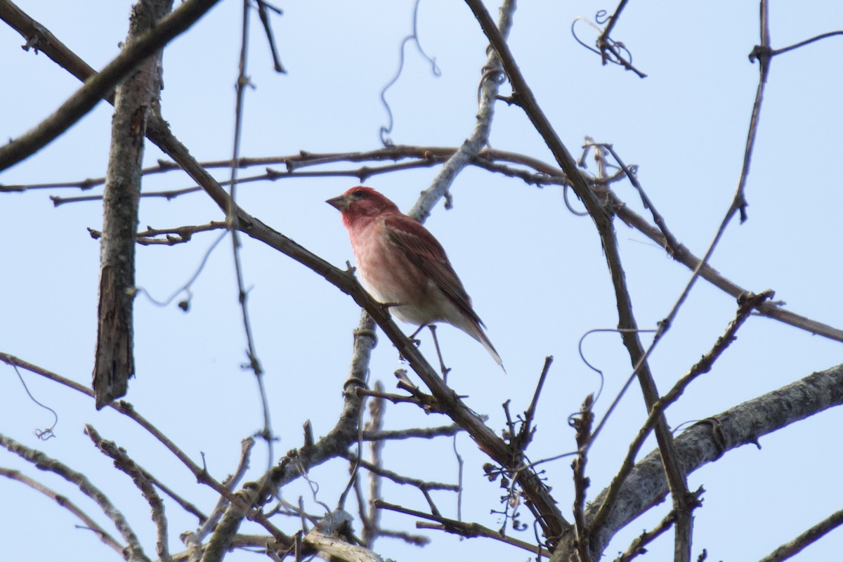 Purple Finch - ML632914057