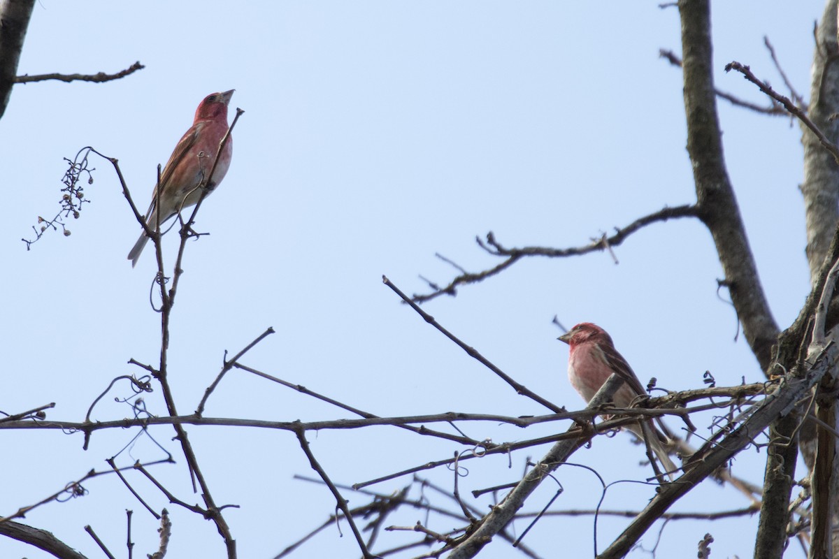 Purple Finch - ML632914058