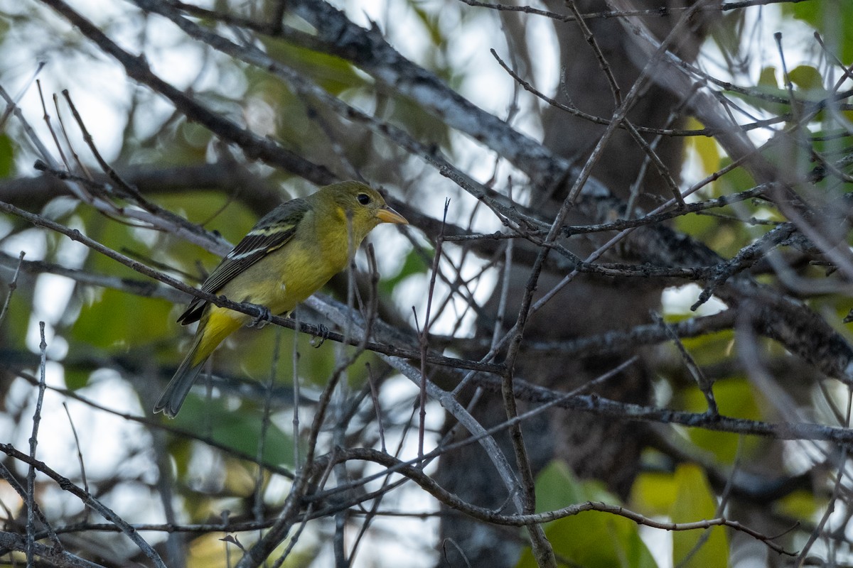 Western Tanager - ML632914066