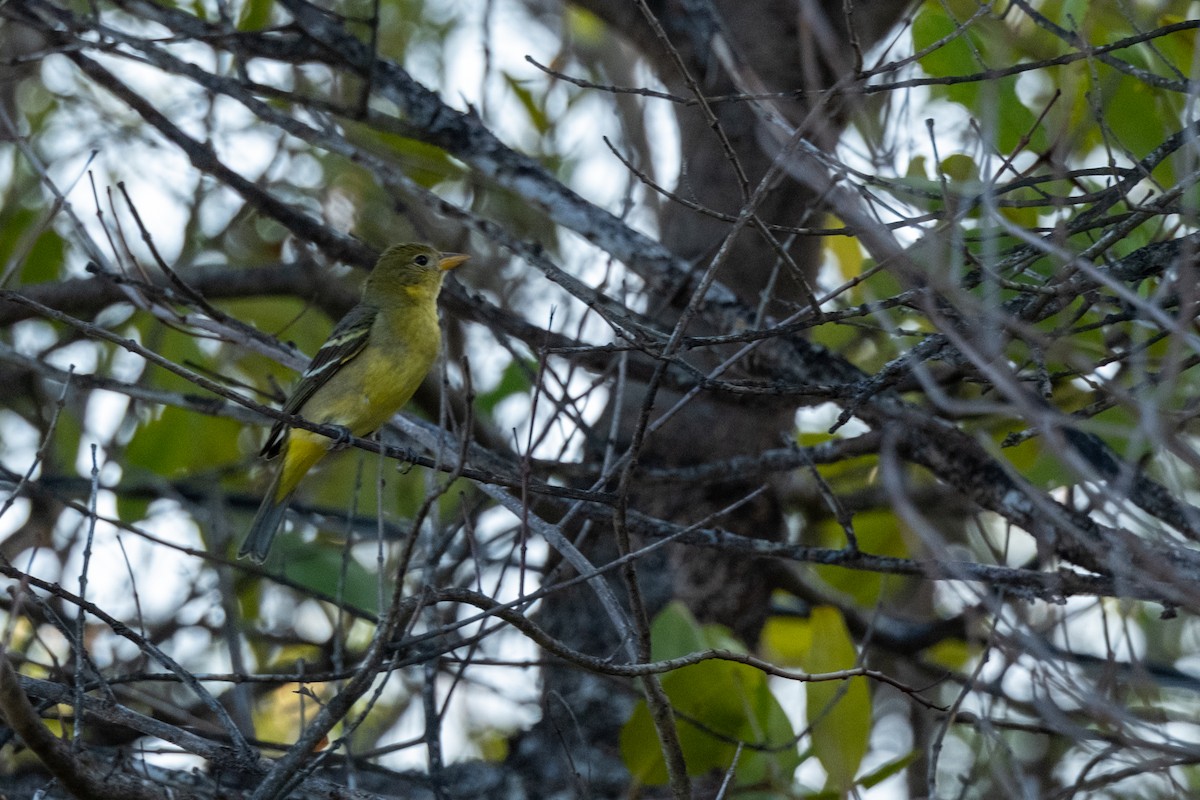 Western Tanager - ML632914073