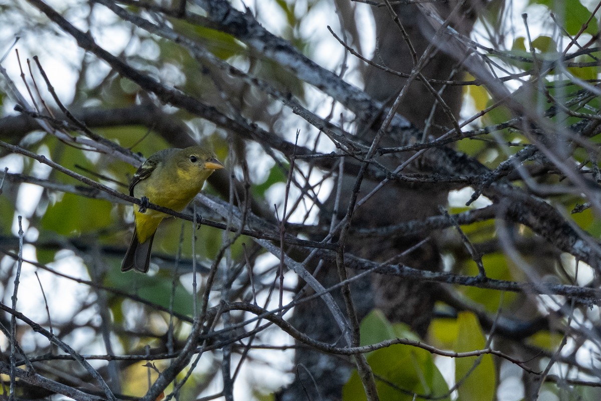 Western Tanager - ML632914080