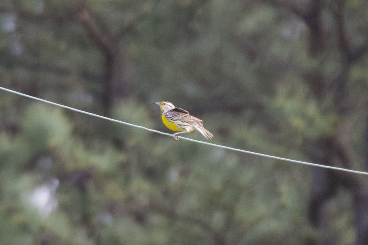 Eastern Meadowlark - ML632914102