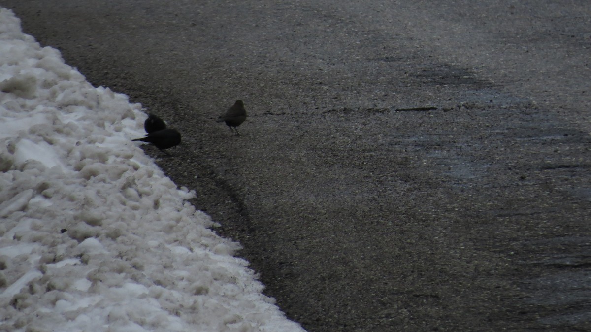 Rusty Blackbird - ML632914177