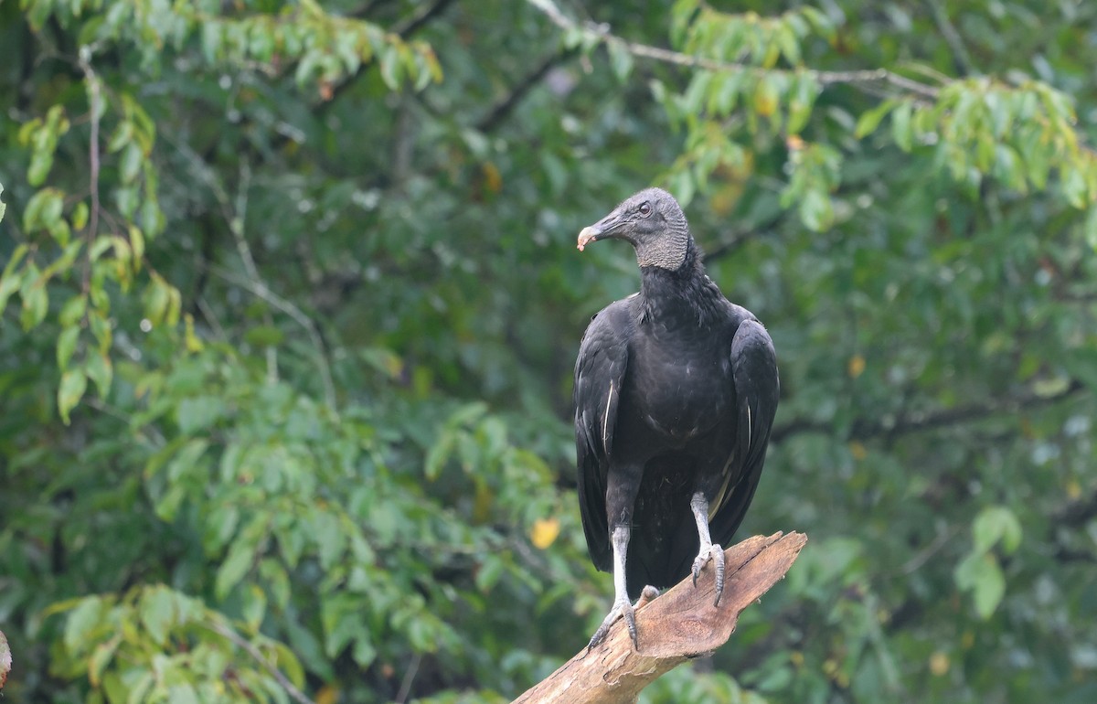 Black Vulture - ML632914199
