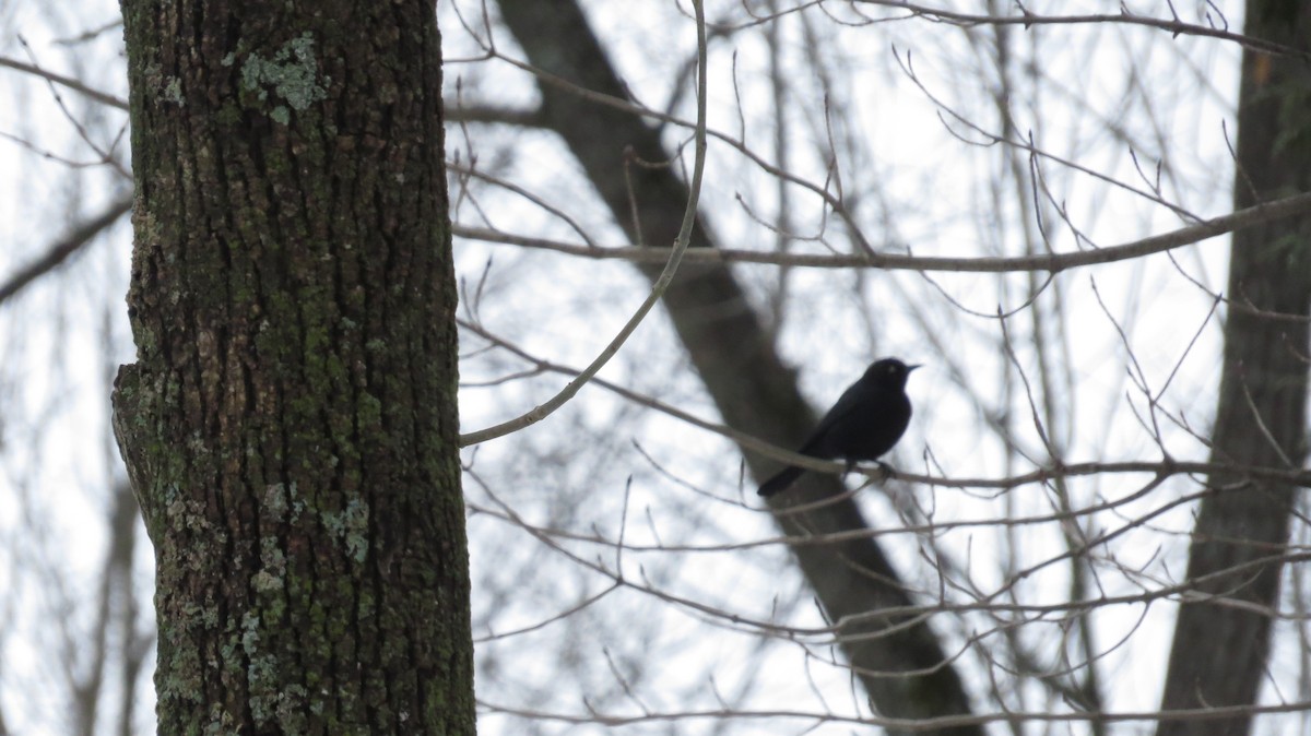 Rusty Blackbird - ML632914203
