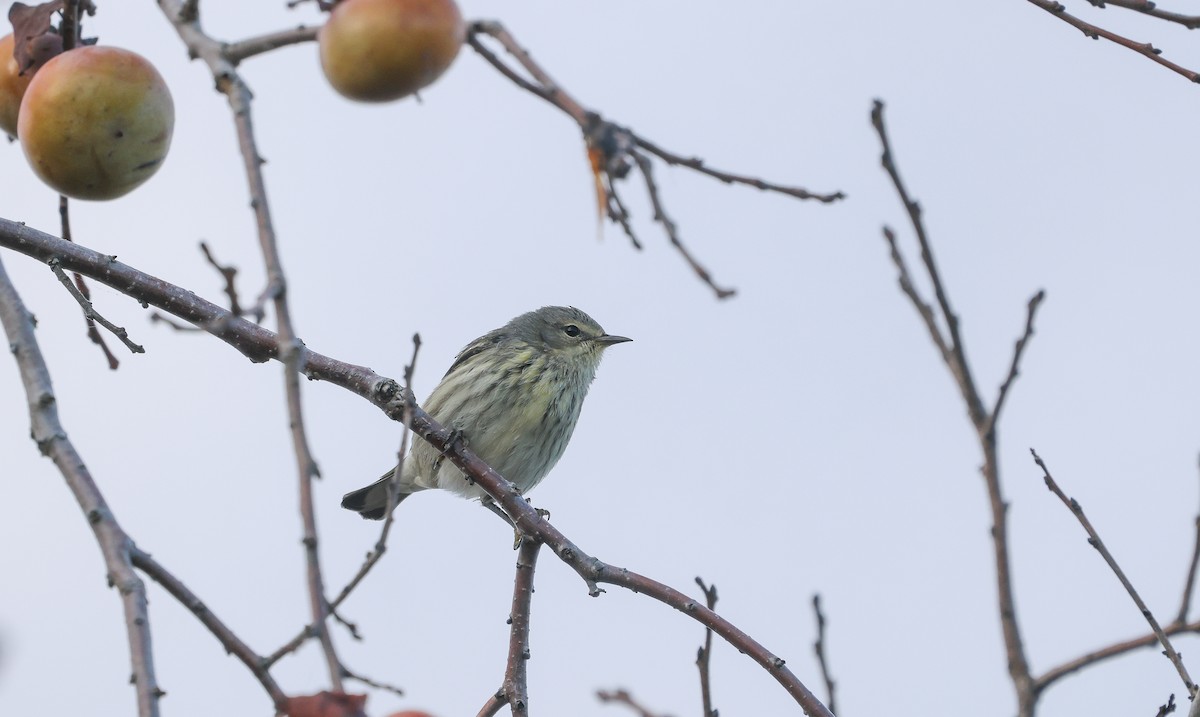 Cape May Warbler - ML632914233