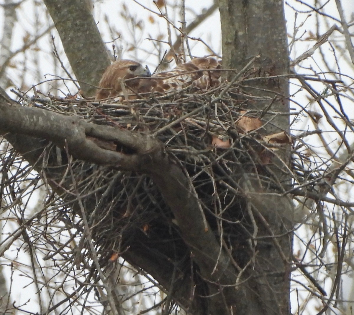 Red-tailed Hawk - ML632914304