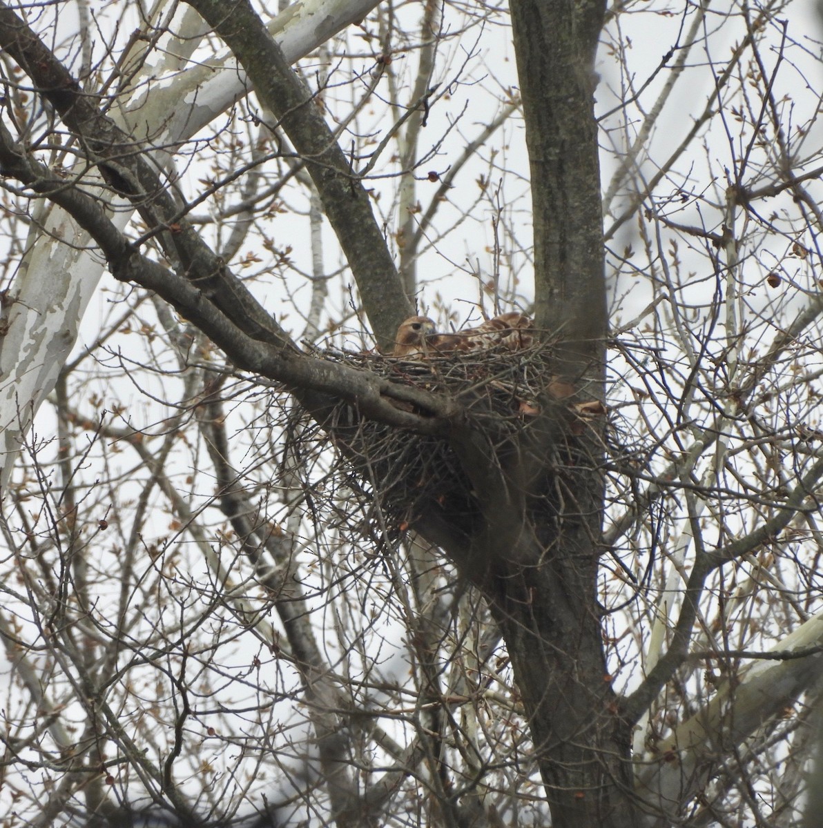 Red-tailed Hawk - ML632914305