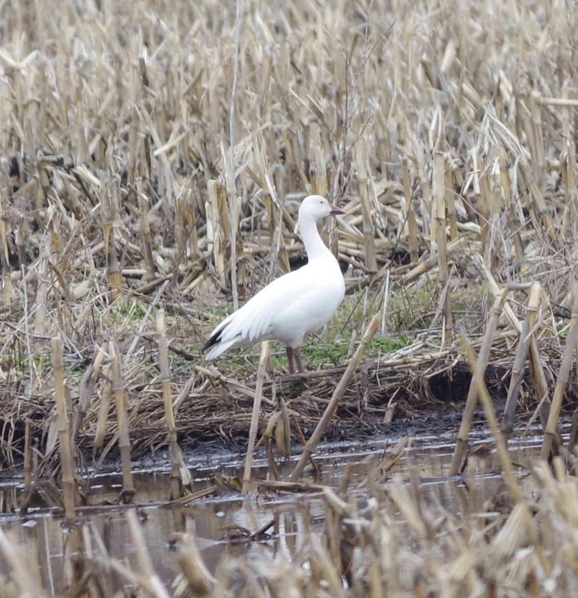 Snow Goose - ML632914322