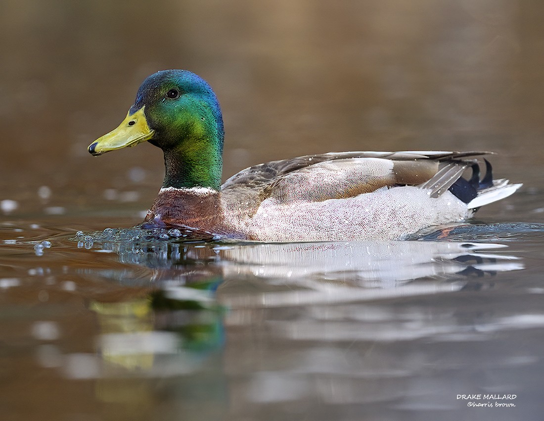 Mallard - ML632914373