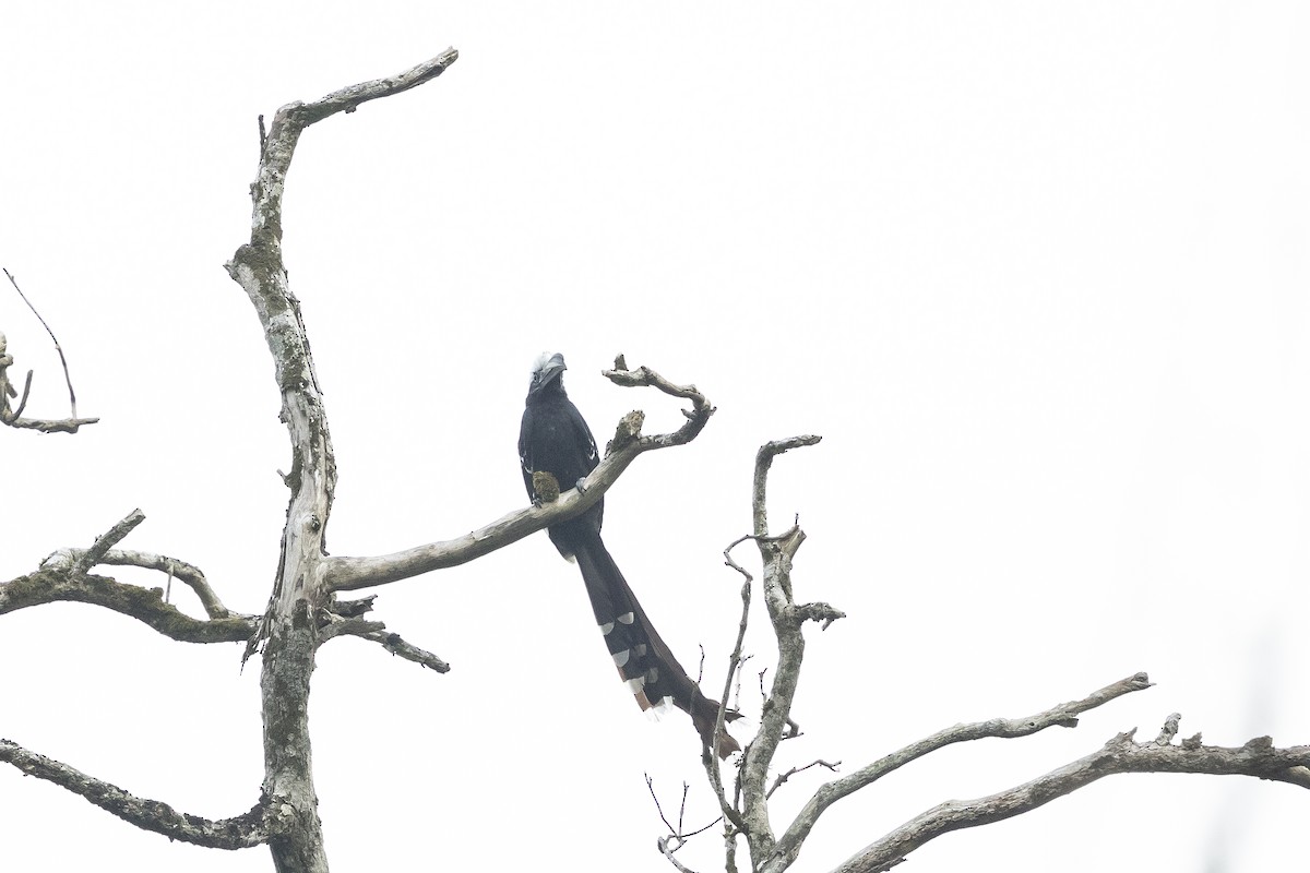 Eastern Long-tailed Hornbill - ML632914693