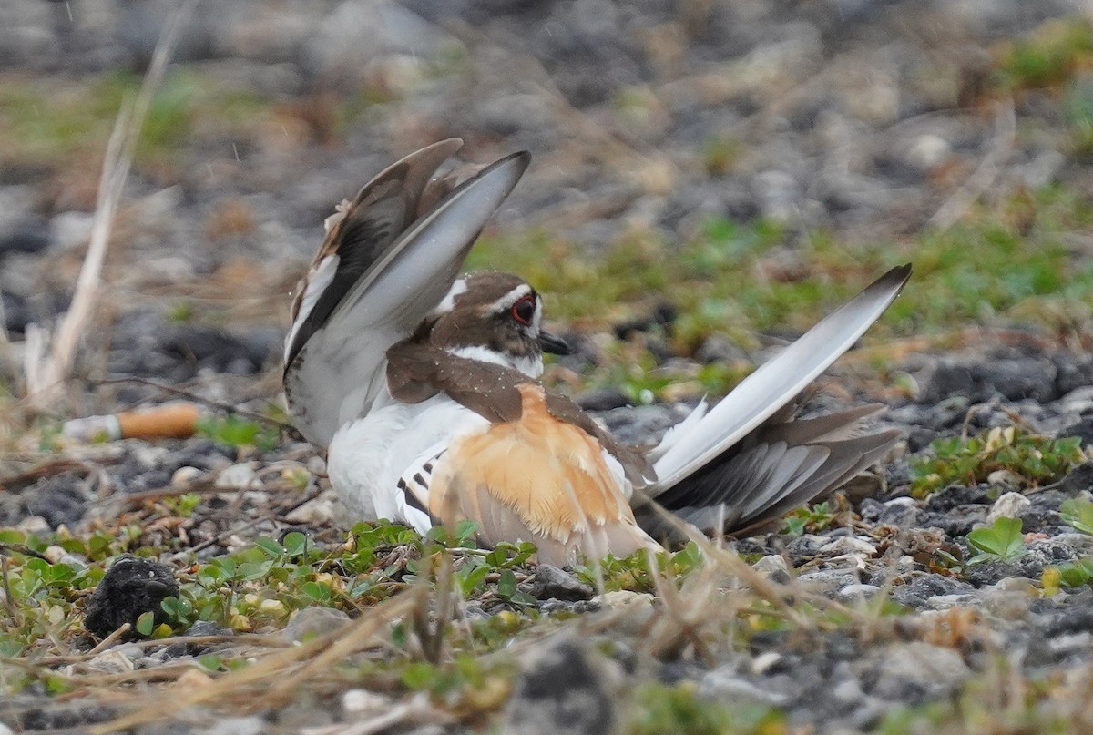 Killdeer - ML632914703