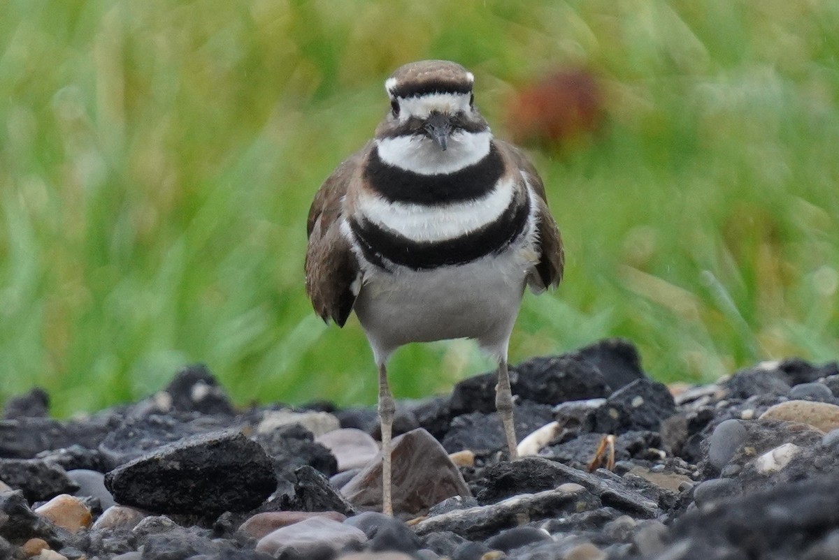 Killdeer - ML632914707