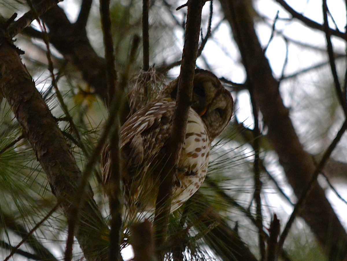 Barred Owl - ML632914717