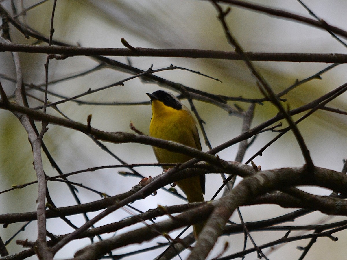 Common Yellowthroat - ML632914728