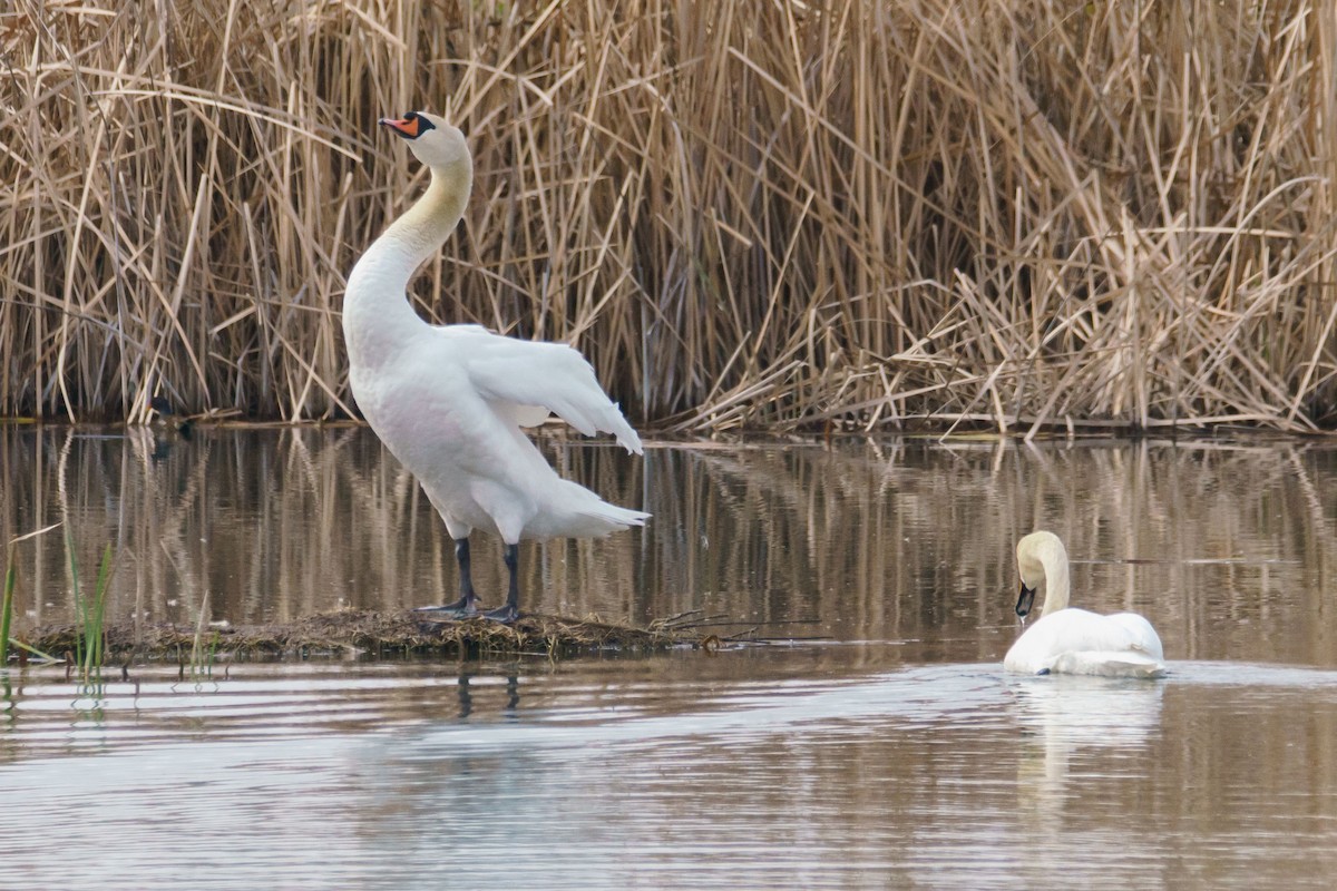 Cigno reale - ML632914766