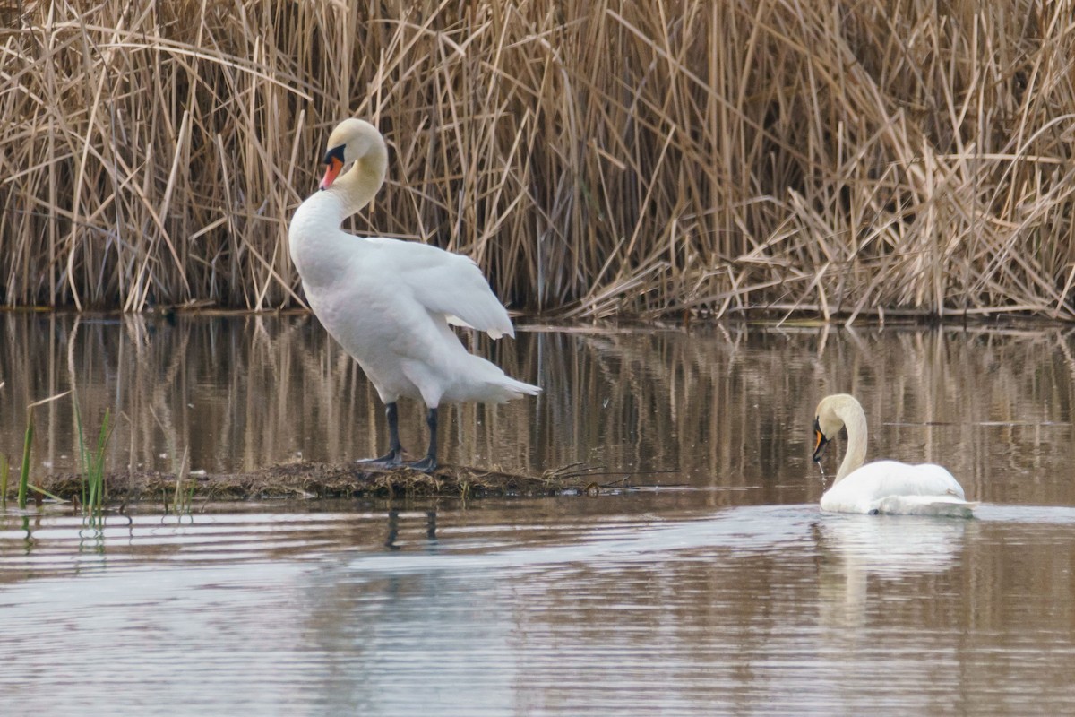 Cigno reale - ML632914767