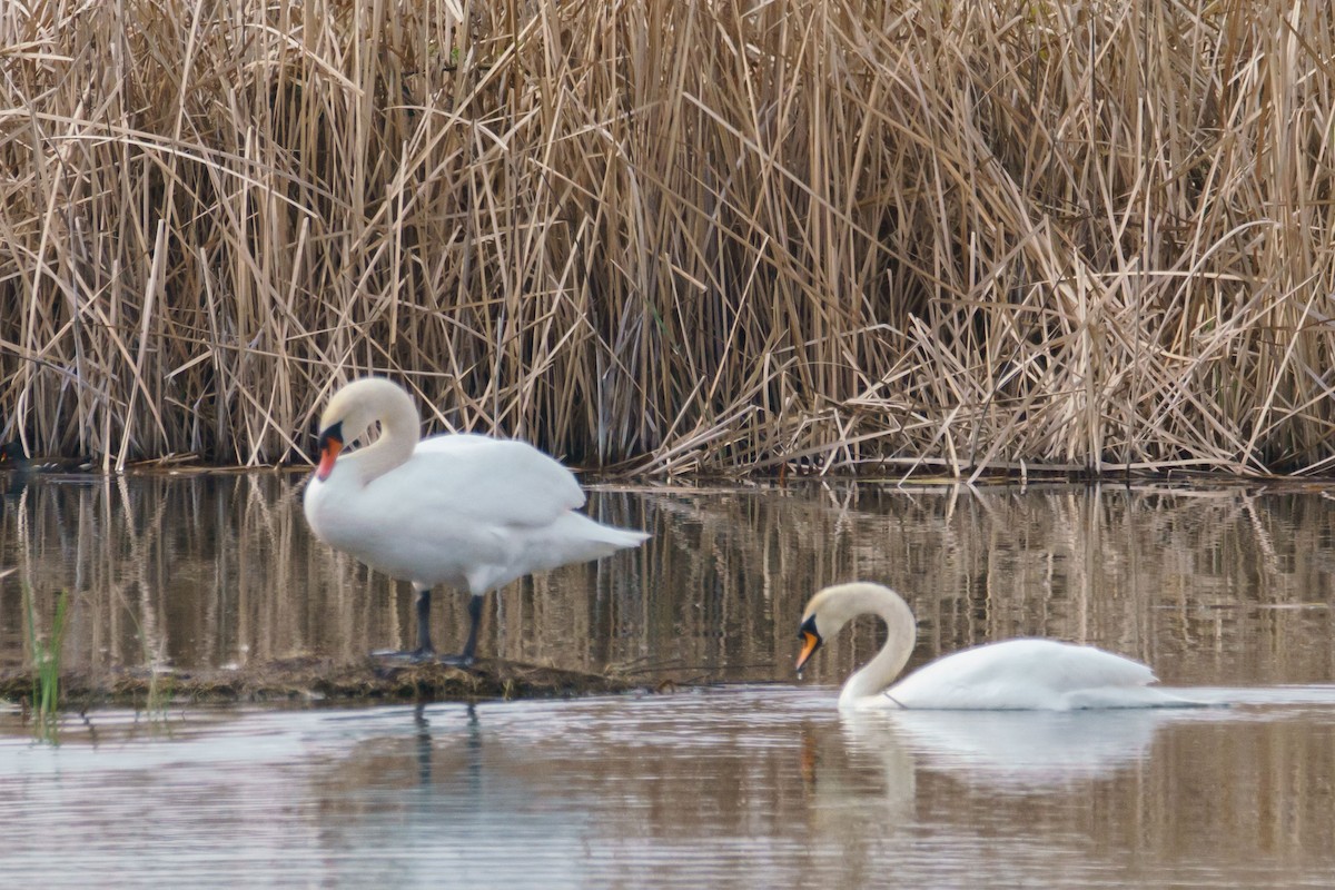 Cigno reale - ML632914768