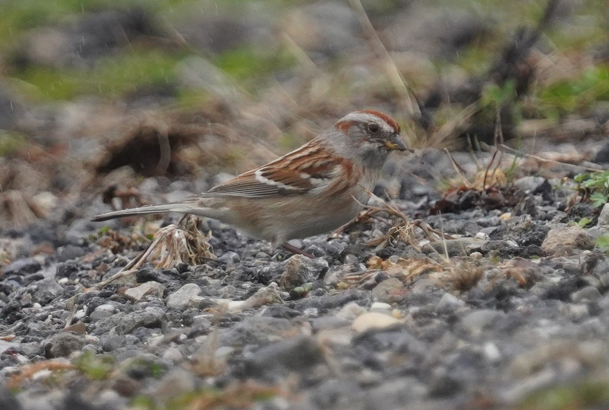 American Tree Sparrow - ML632914788