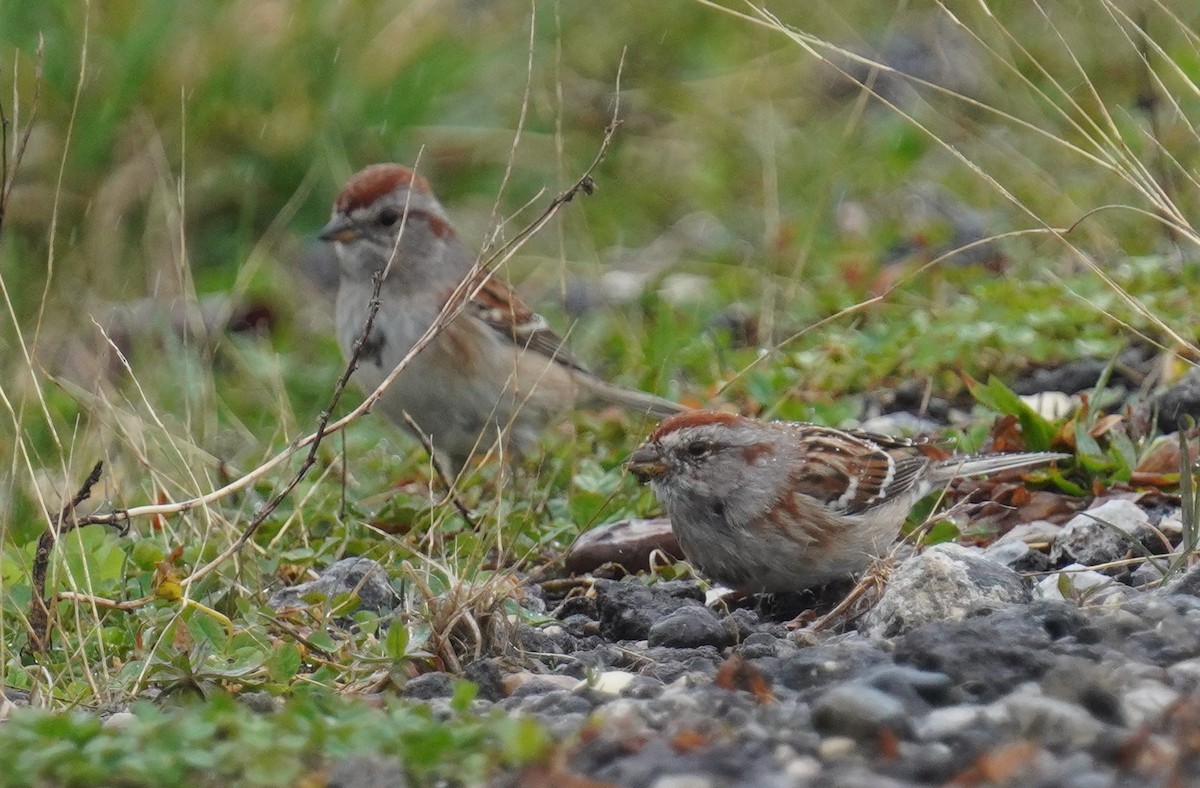 American Tree Sparrow - ML632914804