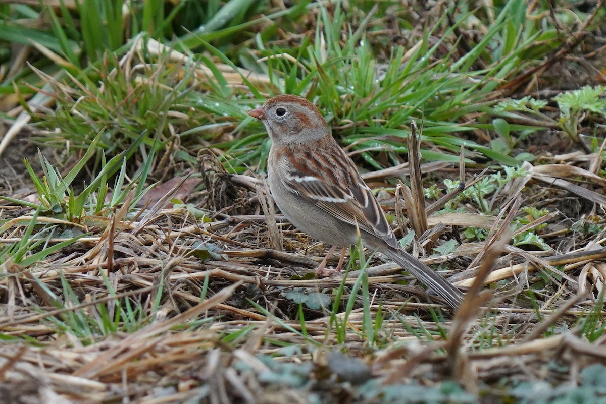 Field Sparrow - ML632914831