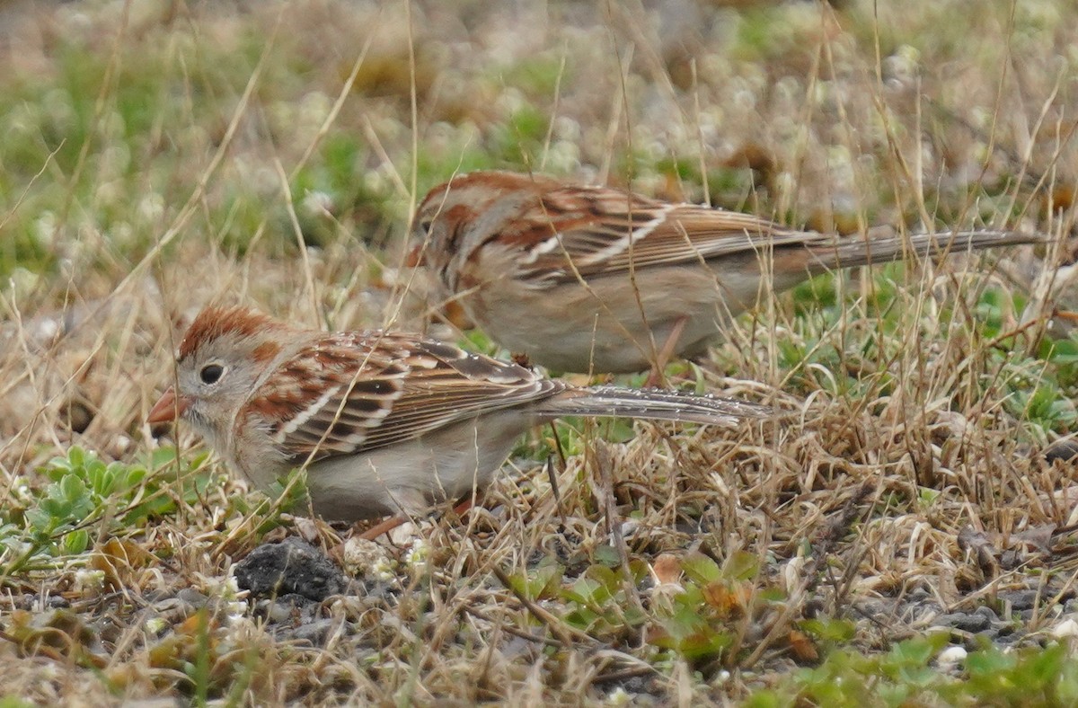 Field Sparrow - ML632914901