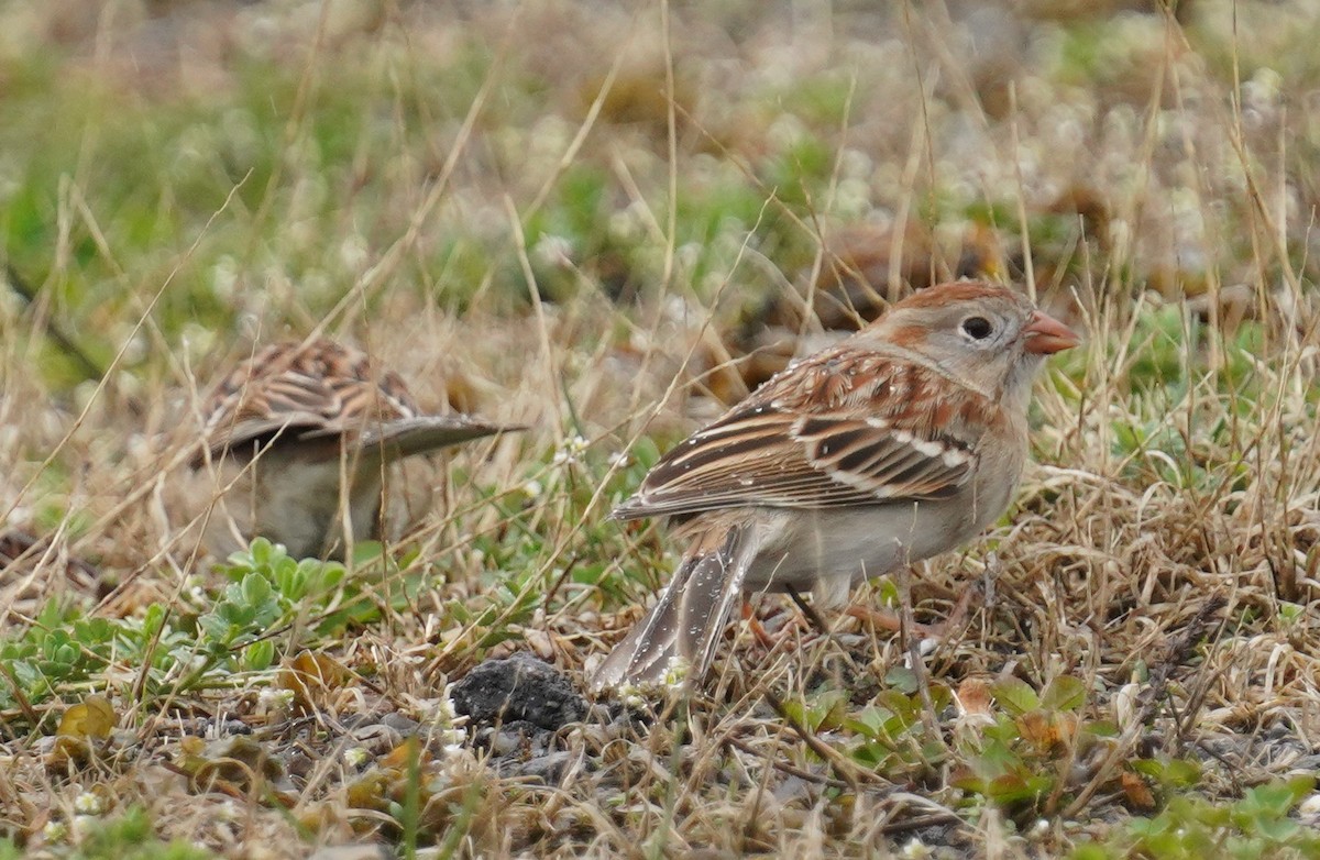 Field Sparrow - ML632914911