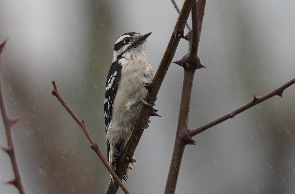 Downy Woodpecker - ML632914941