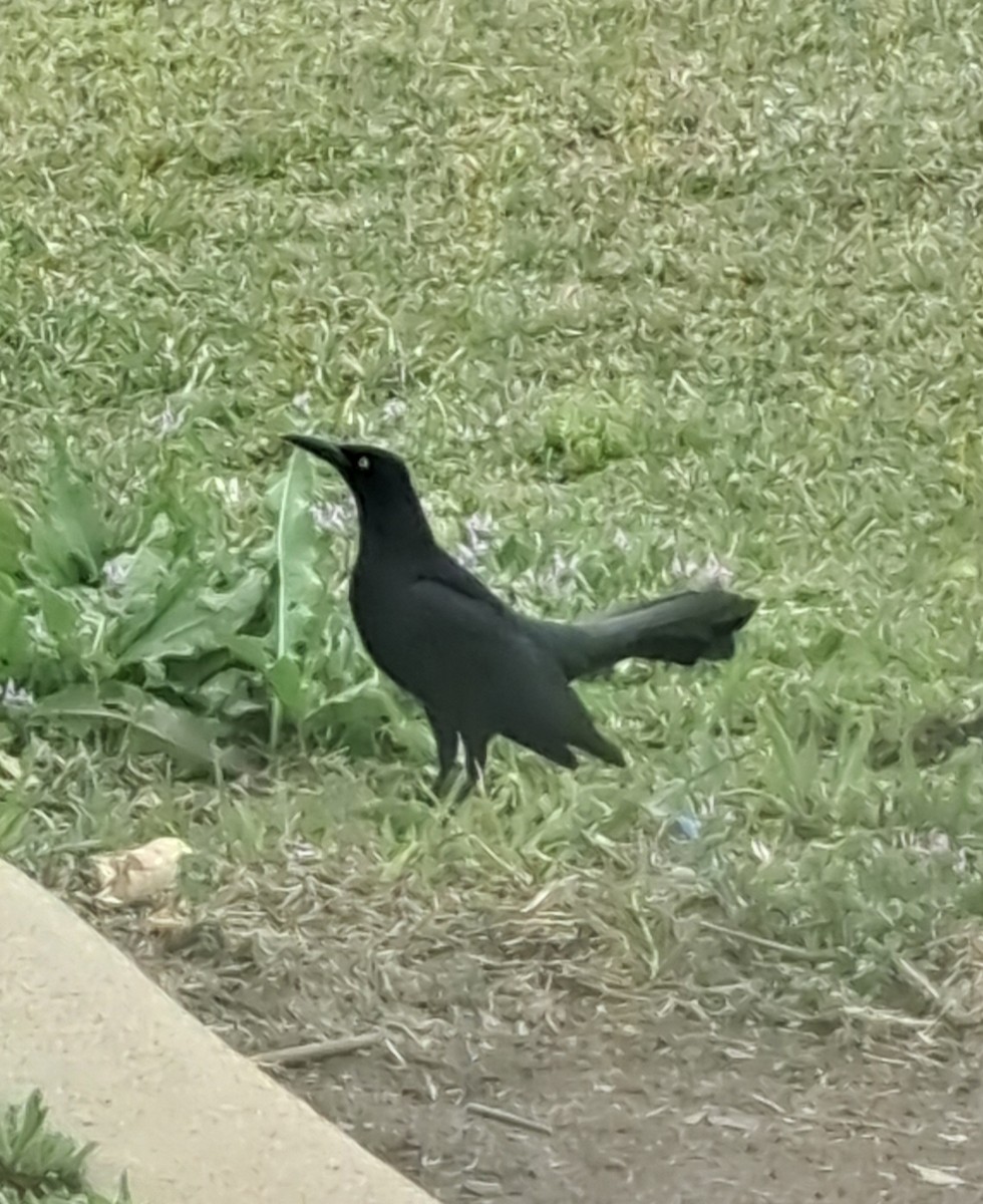 Great-tailed Grackle - ML632914963