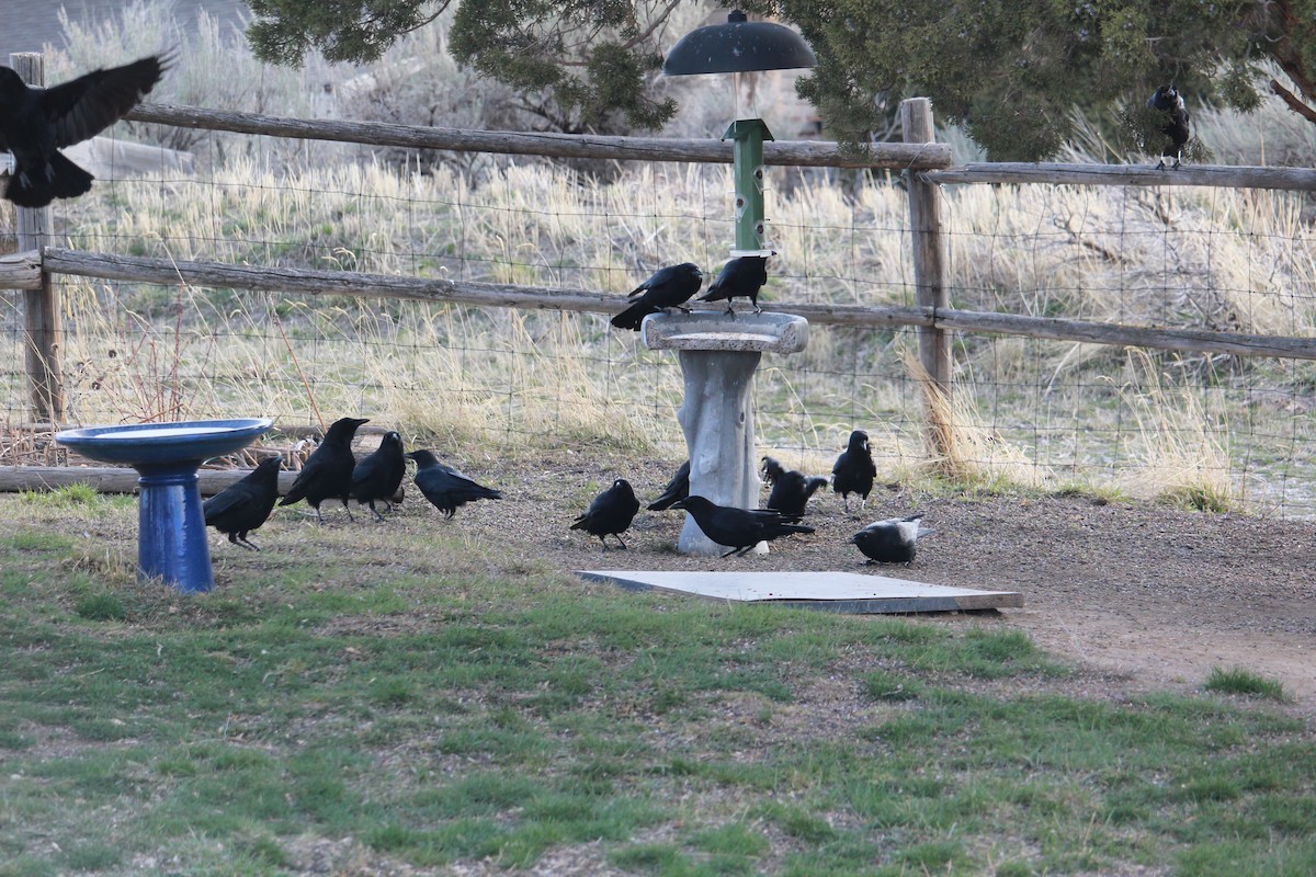 Corneille d'Amérique - ML632915081