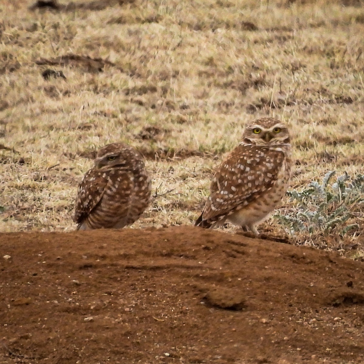 Burrowing Owl - ML632915220