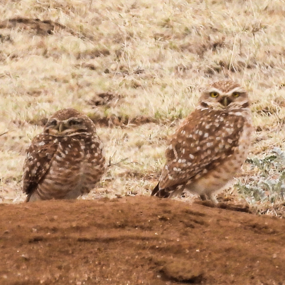 Burrowing Owl - ML632915221