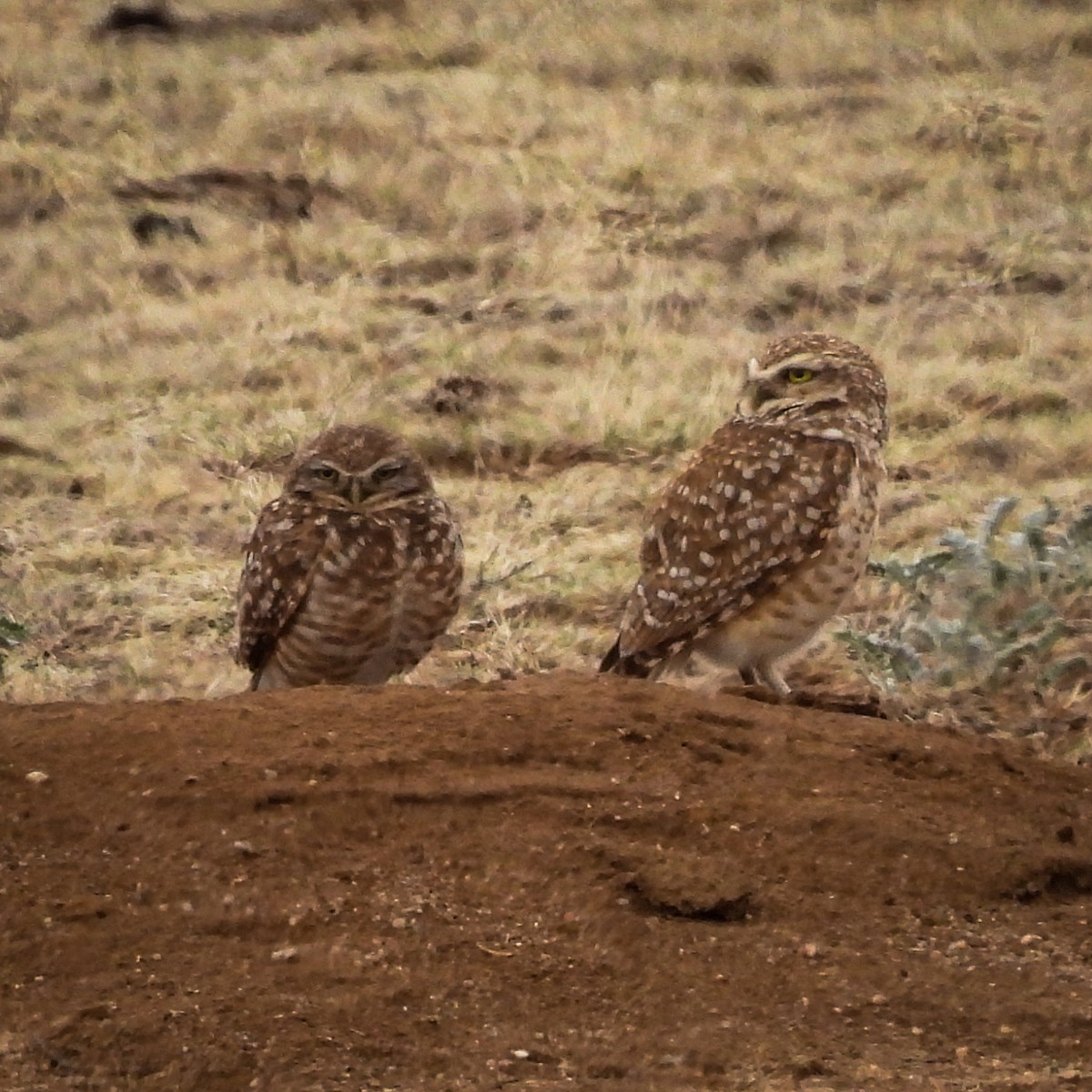 Burrowing Owl - ML632915222