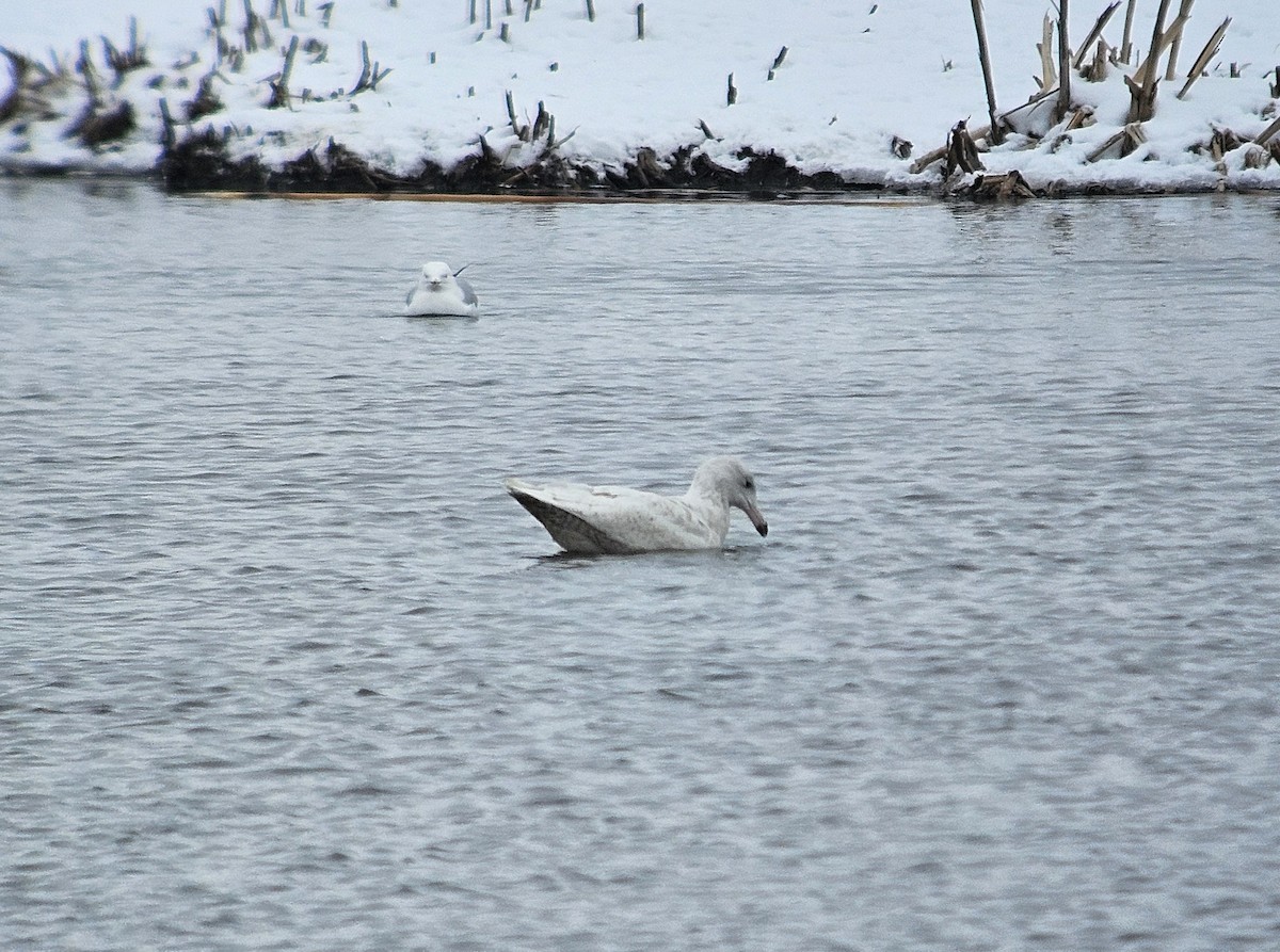 北極鷗 - ML632915230